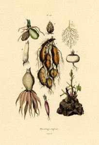 Planter, 1833-39 af French School